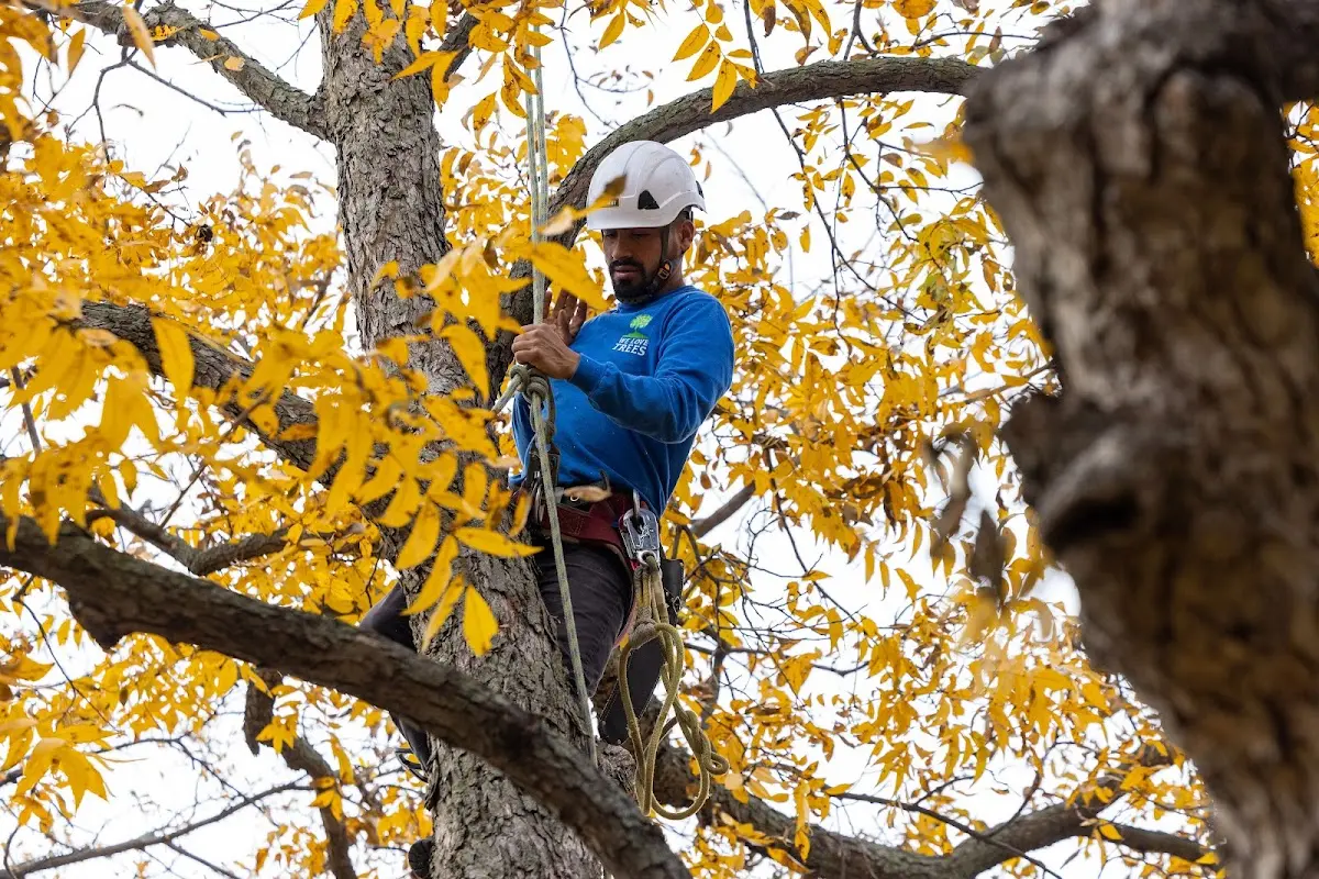 Skilled Tree Planing crew working in Earlville